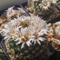 Preview: Mammillaria unihamata (weingartiana)